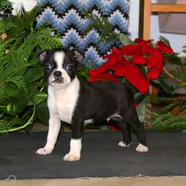 Ricky, Boston Terrier Puppy