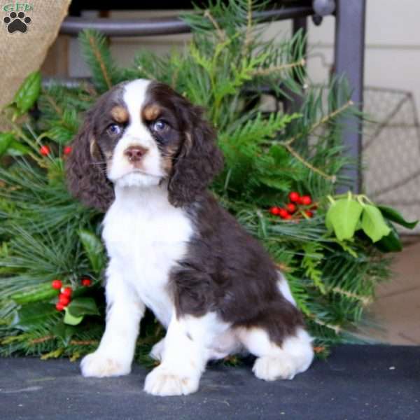 Ricky, Cocker Spaniel Puppy