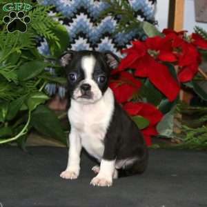 Ricky, Boston Terrier Puppy