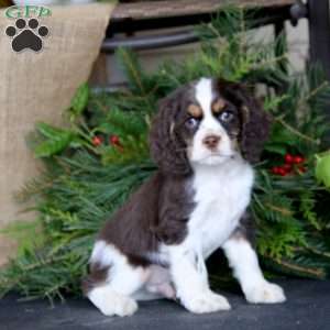 Ricky, Cocker Spaniel Puppy