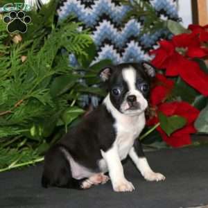 Ricky, Boston Terrier Puppy