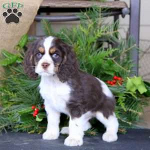 Ricky, Cocker Spaniel Puppy