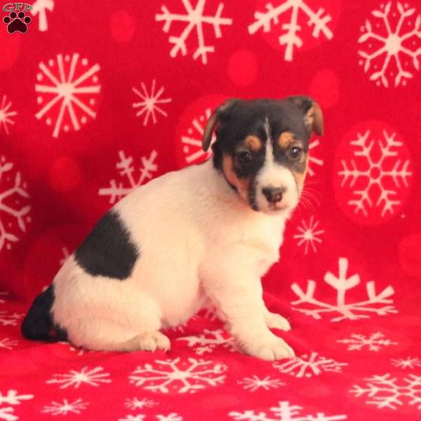 Riley, Jack Russell Terrier Puppy