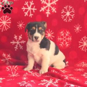 Riley, Jack Russell Terrier Puppy