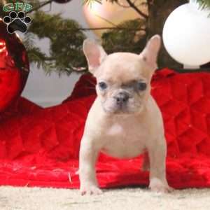 Riley, French Bulldog Puppy