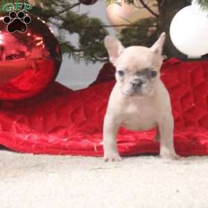 Riley, French Bulldog Puppy