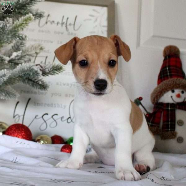 Riley, Jack Russell Terrier Puppy