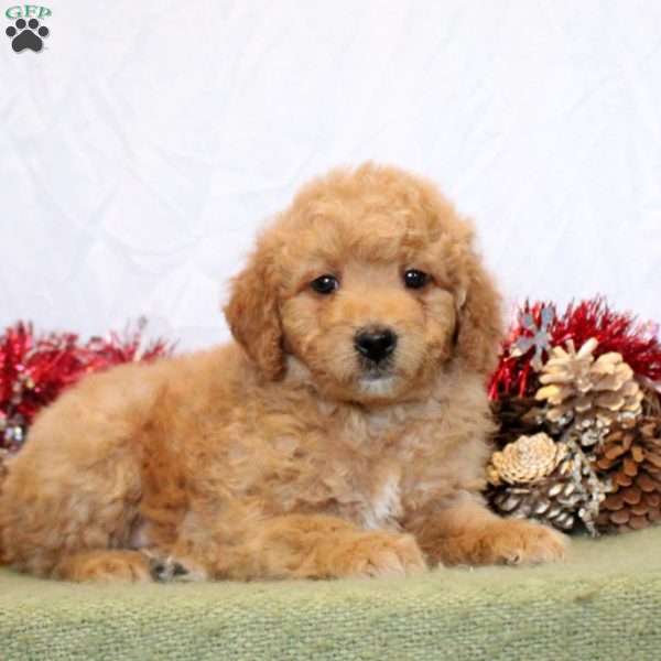 Riley, Mini Goldendoodle Puppy