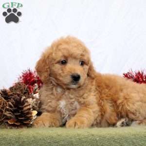 Riley, Mini Goldendoodle Puppy