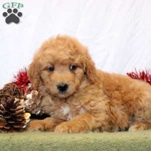 Riley, Mini Goldendoodle Puppy