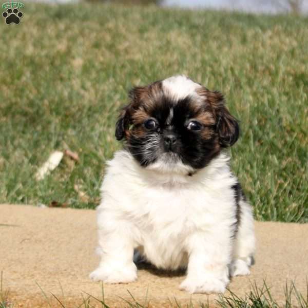 Riley, Shih Tzu Puppy