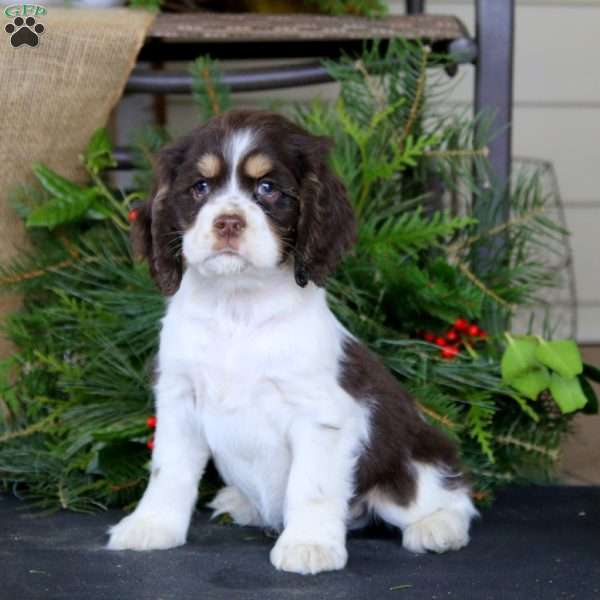 Riley, Cocker Spaniel Puppy