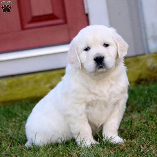 Riley, English Cream Golden Retriever Puppy