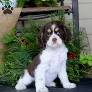 Riley, Cocker Spaniel Puppy