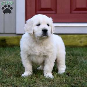 Riley, English Cream Golden Retriever Puppy