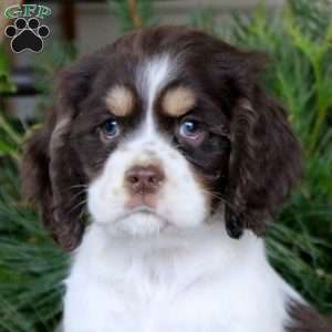 Riley, Cocker Spaniel Puppy