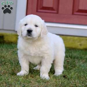 Riley, English Cream Golden Retriever Puppy