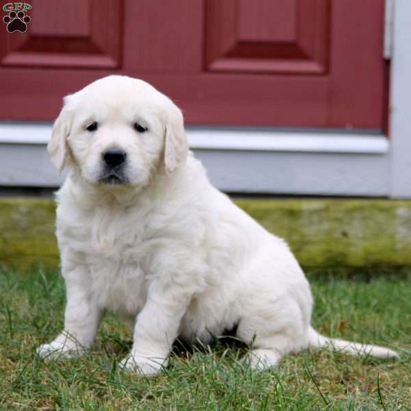 Rilynn, English Cream Golden Retriever Puppy