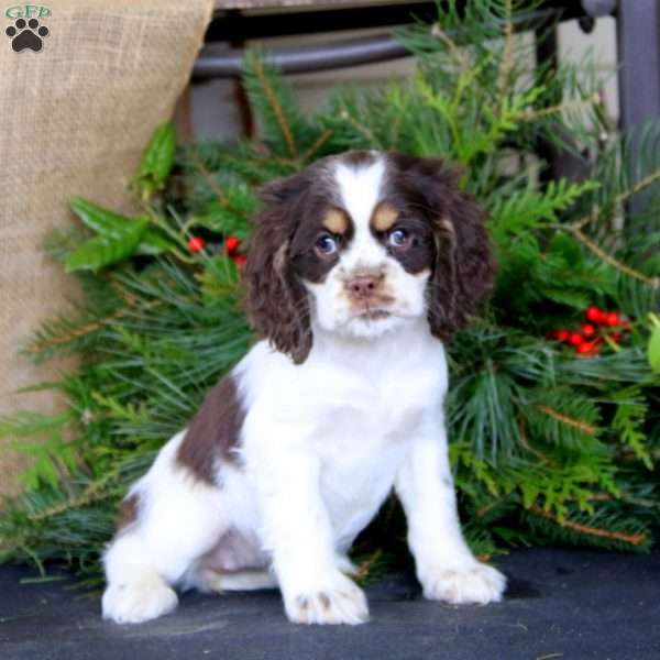 Rilynn, Cocker Spaniel Puppy