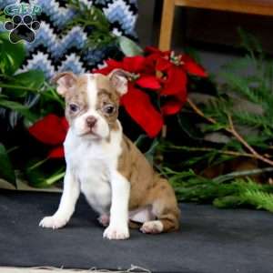 Rilynn, Boston Terrier Puppy