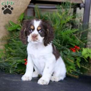 Rilynn, Cocker Spaniel Puppy