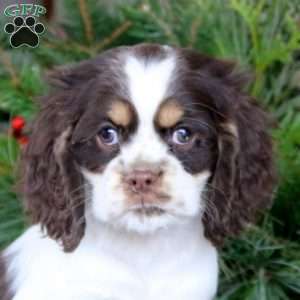 Rilynn, Cocker Spaniel Puppy