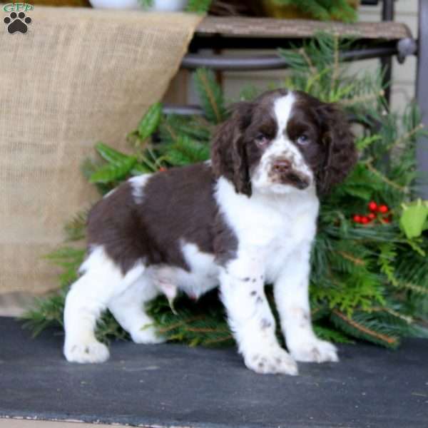 Ripple, Cocker Spaniel Puppy