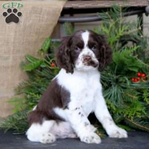 Ripple, Cocker Spaniel Puppy