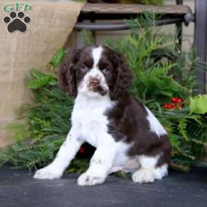 Ripple, Cocker Spaniel Puppy