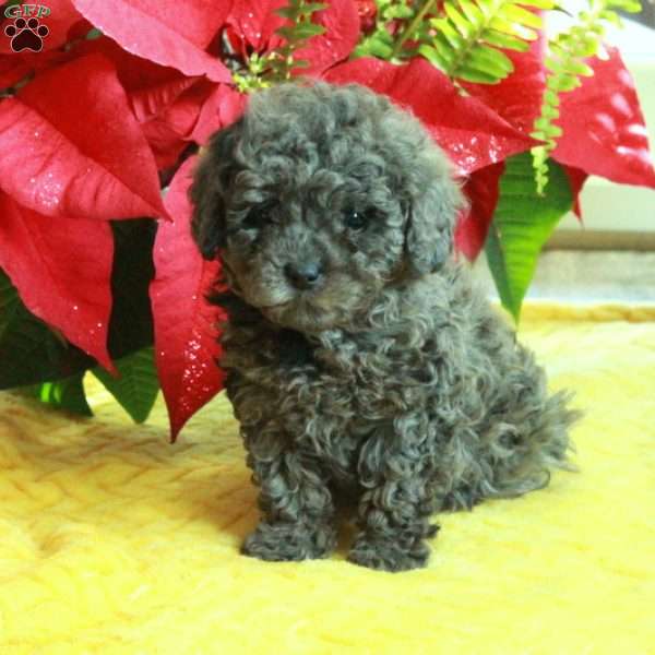 Rita, Toy Poodle Puppy