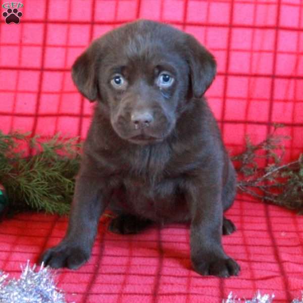 Rita, Chocolate Labrador Retriever Puppy