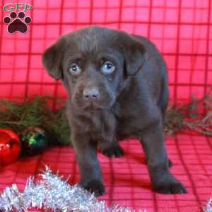 Rita, Chocolate Labrador Retriever Puppy