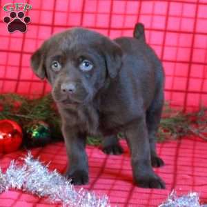 Rita, Chocolate Labrador Retriever Puppy