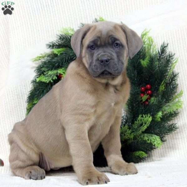 River, Cane Corso Puppy