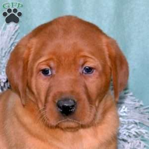 River, Fox Red Labrador Retriever Puppy