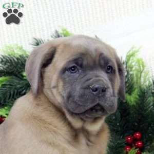 River, Cane Corso Puppy