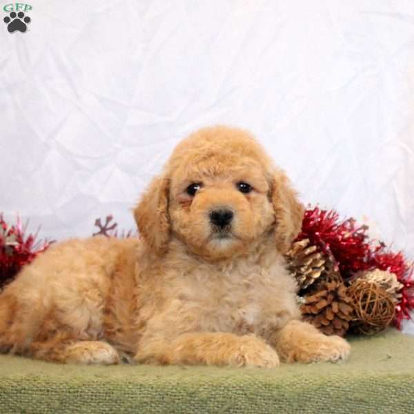 Robby, Mini Goldendoodle Puppy