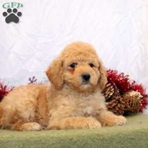 Robby, Mini Goldendoodle Puppy