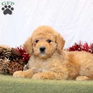 Robby, Mini Goldendoodle Puppy