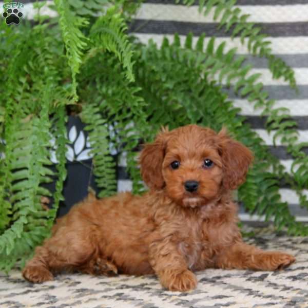 Robin, Cockapoo Puppy