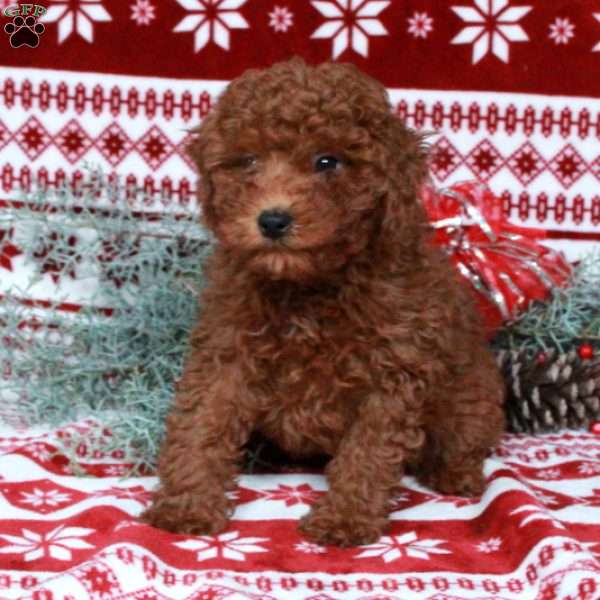 Rocco, Miniature Poodle Puppy