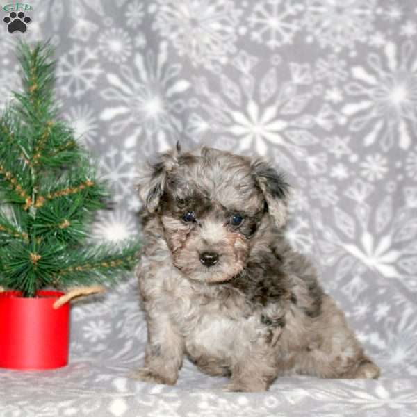 Rocket, Mini Aussiedoodle Puppy