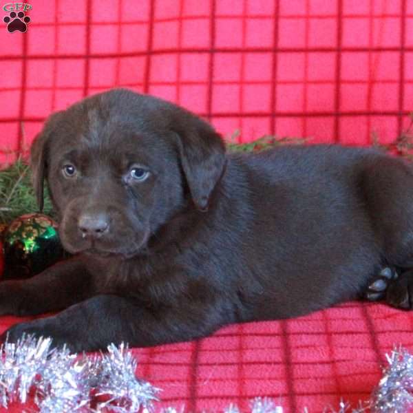 Rocket, Chocolate Labrador Retriever Puppy