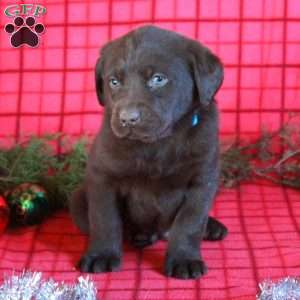 Rocket, Chocolate Labrador Retriever Puppy