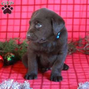 Rocket, Chocolate Labrador Retriever Puppy