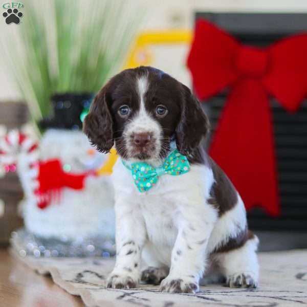 Rocky, English Springer Spaniel Puppy