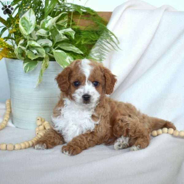 Rocky, Cavapoo Puppy