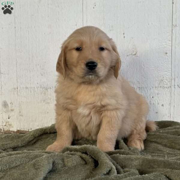 Rocky, Golden Retriever Puppy