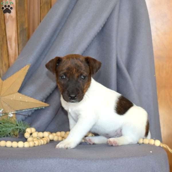 Rocky, Jack Russell Terrier Puppy