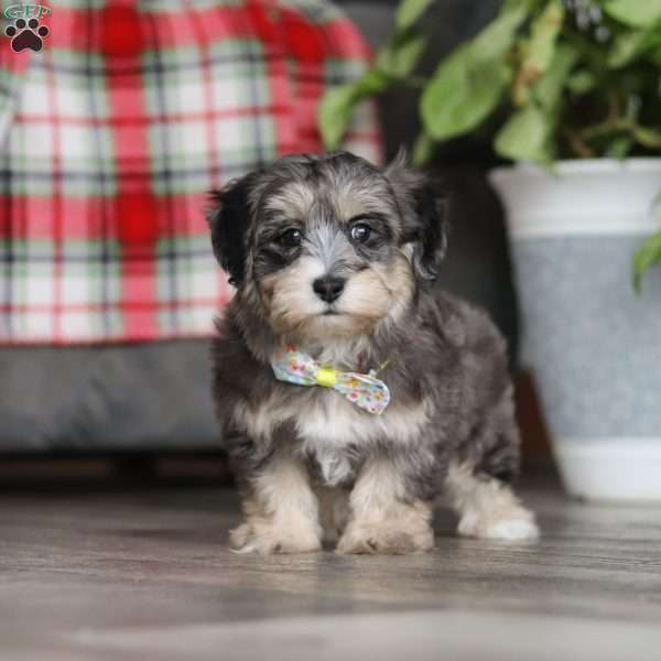 Roko, Maltipoo Puppy